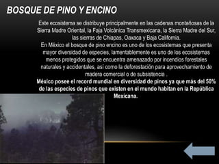 BOSQUE DE PINO Y ENCINO
Este ecosistema se distribuye principalmente en las cadenas montañosas de la
Sierra Madre Oriental, la Faja Volcánica Transmexicana, la Sierra Madre del Sur,
las sierras de Chiapas, Oaxaca y Baja California.
En México el bosque de pino encino es uno de los ecosistemas que presenta
mayor diversidad de especies, lamentablemente es uno de los ecosistemas
menos protegidos que se encuentra amenazado por incendios forestales
naturales y accidentales, así como la deforestación para aprovechamiento de
madera comercial o de subsistencia .
México posee el record mundial en diversidad de pinos ya que más del 50%
de las especies de pinos que existen en el mundo habitan en la República
Mexicana.
 