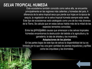 SELVA TROPICAL HUMEDA
Este ecosistema también conocido como selva alta, se encuentra
principalmente en las regiones más calientes y húmedas del país. A
diferencia de la selva tropical seca que pierde sus hojas en la época de
sequía, la vegetación en la selva tropical húmeda siempre esta verde.
Este tipo de ecosistemas está catalogado como uno de los más diversos
de la Tierra. Se calcula que en estas selvas habita más de la mitad de las
especies terrestres conocidas.
Entre las principales causas que amenazan a las selvas tropicales
húmedas encontramos la destrucción del debido a la agricultura y la
ganadería, la tala de árboles y los incendios.
Adaptaciones de las plantas
En las partes bajas de este tipo de selvas la disponibilidad de luz es
limitada por lo que hay una gran cantidad de plantas trepadoras y epífitas
como las orquídeas y las bromelias.
 