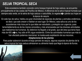 SELVA TROPICAL SECA
Este ecosistema también conocido como bosque tropical de hoja caduca, se encuentra
principalmente en las costas del Pacífico de México. A diferencia de la selva tropical húmeda que
siempre esta verde, en la selva de hoja caduca o caducifolia, la vegetaci�n pierde sus hojas en
la época de sequía.
En este tipo de selva, habita una gran diversidad de especies de plantas y animales endémicos,
es decir, que solo crecen o habitan en ese lugar. En México, esta selva es uno de los
ecosistemas más ricos por lo que debe ser estudiado y protegido con urgencia, pues
lamentablemente es de los menos conocidos y más amenazados por las diversas actividades
que realizamos los humanos. Su deterioro ha llegado a tal grado, que del área que tenía hace
más de 400 a�os, hoy sólo el 6% sigue existiendo. Entre las actividades humanas que más la
han afectado podemos mencionar: la inadecuada explotación de sus recursos.
Adaptaciones de las plantas
Para poder sobrevivir durante el largo periodo de sequía, algunas especies de plantas de la
selva tropical de hoja caduca almacenan su alimento hasta que llega la época de lluvias.
 