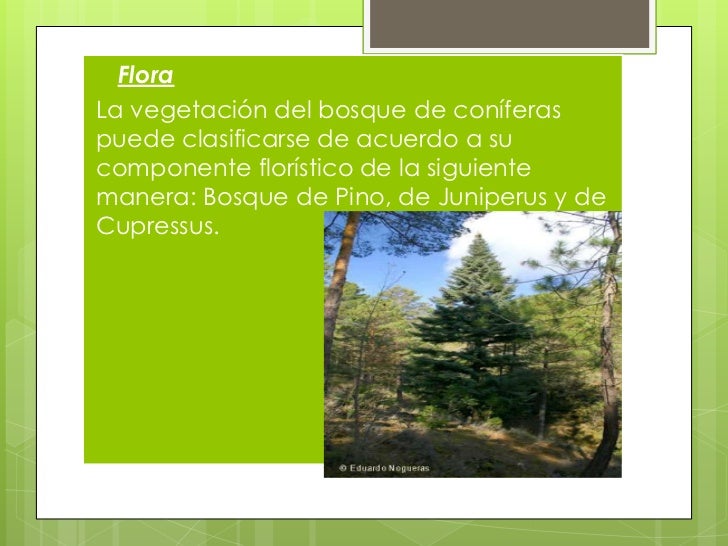Ecosistemas de morelos