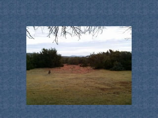 Ecosistemas de méxico