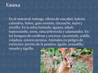  En el matorral: tortuga, víbora de cascabel, halcón,
calandria, liebre, gato montés, tlacuache, tejón y
zorrillo. En la selva húmeda: iguana, jabalí,
tepezcuintle, zorra, rana arborícola y salamandra. En
los bosques de coníferas y encinos: cacomixtle, ardilla
voladora, cotorra serrana. Animales en peligro de
extinción: perrito de la pradera, águila, armadillo,
venado y tigrillo.
 
