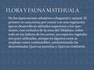  De los tipos encinar arbustivo o chaparral y zacatal. El
primero se caracteriza por contar con una vegetación
que se desarrolla en altitudes superiores a los 1500
msnm, casi exclusiva de la zona del Altiplano, sobre
todo en las laderas de los cerros; sus especies vegetales
son poco utilizadas, aunque en algunos casos se
emplean como combustibles, predominando las
denominadas Quercus potosina y Quercus tinkhamii.