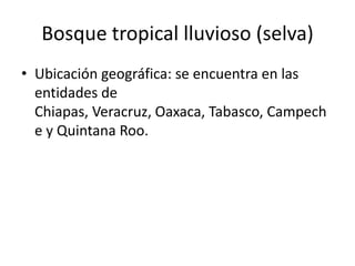 Bosque tropical lluvioso (selva)
• Ubicación geográfica: se encuentra en las
  entidades de
  Chiapas, Veracruz, Oaxaca, Tabasco, Campech
  e y Quintana Roo.
 