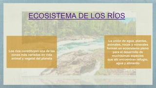 Los ríos constituyen una de las
zonas más variadas en vida
animal y vegetal del planeta
ECOSISTEMA DE LOS RÍOS
La unión de agua, plantas,
animales, rocas y minerales
forman un ecosistema pleno
para el desarrollo de
muchísimas especies
que ahí encuentran refugio,
agua y alimento
 
