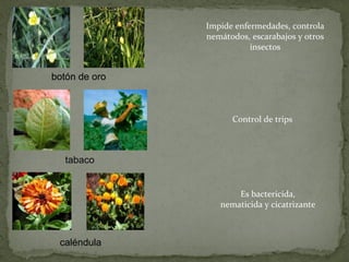 Impide enfermedades, controla
               nemátodos, escarabajos y otros
                          insectos


botón de oro



                     Control de trips



   tabaco


                      Es bactericida,
                  nematicida y cicatrizante



 caléndula
 