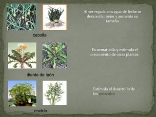 Al ser regada con agua de leche se
                  desarrolla mejor y aumenta su
                              tamaño


   cebolla


                     Es nematicida y estimula el
                    crecimiento de otras plantas.




diente de león


                      Estimula el desarrollo de
                      los músculos



   eneldo
 