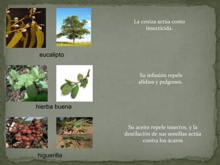 La ceniza actúa como
                        insecticida.



 eucalipto


                      Su infusión repele
                     afidios y pulgones.



hierba buena


                Su aceite repele insectos, y la
               destilación de sus semillas actúa
                       contra los ácaros

higuerilla
 
