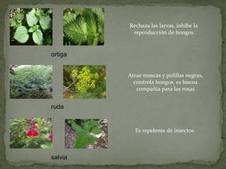 Rechaza las larvas, inhibe la
          reproducción de hongos


ortiga


         Atrae moscas y polillas negras,
           controla hongos, es buena
            compañía para las rosas


ruda


           Es repelente de insectos



salvia
 