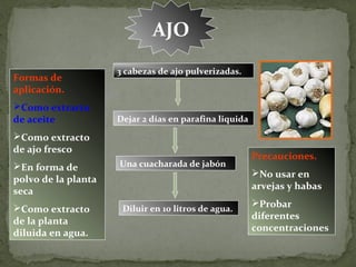 AJO
                     3 cabezas de ajo pulverizadas.
Formas de
aplicación.
Como extracto
de aceite            Dejar 2 días en parafina liquida

Como extracto
de ajo fresco
                                                        Precauciones.
En forma de         Una cuacharada de jabón
                                                        No usar en
polvo de la planta
                                                        arvejas y habas
seca
                                                        Probar
Como extracto        Diluir en 10 litros de agua.
                                                        diferentes
de la planta
                                                        concentraciones
diluida en agua.
 