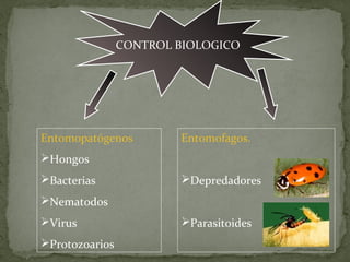 CONTROL BIOLOGICO




Entomopatógenos         Entomofagos.
Hongos
Bacterias              Depredadores
Nematodos
Virus                  Parasitoides
Protozoarios
 