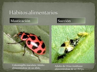 Masticación                       Succión




Coleomegilla maculata: Adulto   Adulto de Orius insidiosus
alimentándose de un áfido.      alimentándose de un thrips.
 