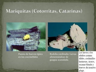 Puesta de huevos típica   Rodolia cardinalis: Larvas
en los coccinélidos       alimentándose de
                          guagua acanalada.
 
