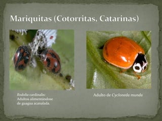 Rodolia cardinalis:     Adulto de Cycloneda munda
Adultos alimentándose
de guagua acanalada.
 