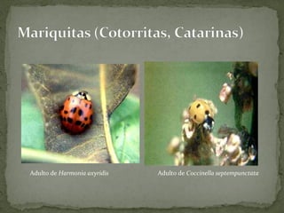 Adulto de Harmonia axyridis   Adulto de Coccinella septempunctata
 