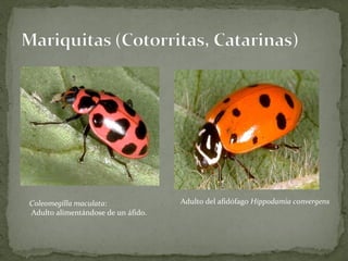 Coleomegilla maculata:              Adulto del afidófago Hippodamia convergens
Adulto alimentándose de un áfido.
 