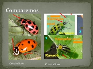 Coccinelidos   Crisomelidos.
 
