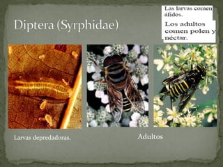 Larvas depredadoras.   Adultos
 