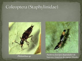 Paederus fuscipes depredador de
Philonthus sp   huevos e insectos de cuerpo blando.
 