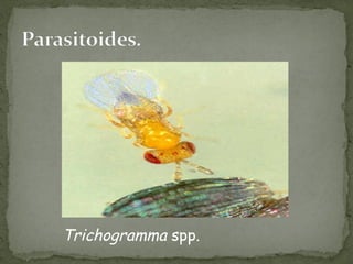 Trichogramma spp.
 