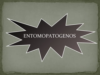 ENTOMOPATOGENOS
 