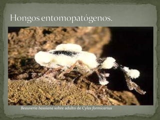 Beauveria bassiana sobre adulto de Cylas formicarius
 