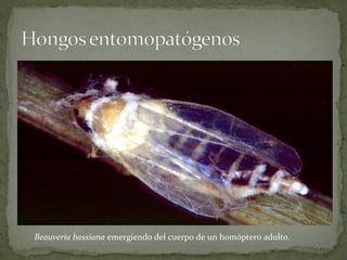 Beauveria bassiana emergiendo del cuerpo de un homóptero adulto.
 