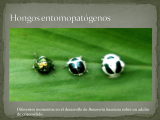 Diferentes momentos en el desarrollo de Beauveria bassiana sobre un adulto
de crisomélido.
 