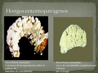 Metarhizium anisopliae:                Metarhizium anisopliae:
Comienzo de la esporulación sobre el   Larva de curculiónido completamente
cadaver de                             cubierta
una larva de curculiónido.             por el hongo
 