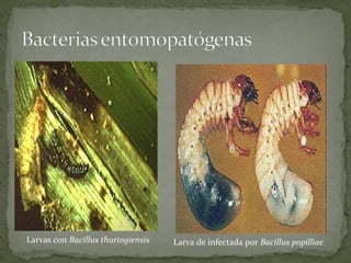 Larvas con Bacillus thuringiensis   Larva de infectada por Bacillus popilliae
 