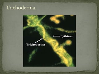 Trichoderma.
 