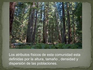 Los atributos físicos de esta comunidad esta
definidas por la altura, tamaño , densidad y
dispersión de las poblaciones.
 