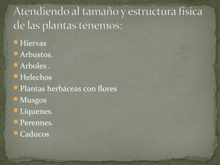 Hiervas
Arbustos.
Arboles .
Helechos
Plantas herbáceas con flores
Musgos
Líquenes.
Perennes.
Caducos
 