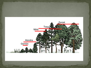 Zorzal.
                     Toquí
             Mirlo



   Alondra
Gorrión
 
