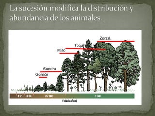 Zorzal.
                     Toquí
             Mirlo



   Alondra
Gorrión
 