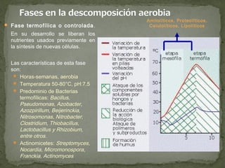 Amilolíticos, Proteolíticos,
 Fase termofílica o controlada .     Celulolíticos, Lipolíticos
  En su desarrollo se liberan los
  nutrientes usados previamente en
  la síntesis de nuevas células. 


  Las características de esta fase
  son:
    Horas-semanas, aerobia
    Temperatura 50-80°C, pH:7.5
    Predominio de Bacterias
     termofílicas: Bacillus,
     Pseudomonas, Azobacter,
     Azozpirillum, Beijerinckia,
     Nitrosomonas, Nitrobacter,
     Clostridium, Thiobacillus,
     Lactobacillus y Rhizobium,
     entre otros.
    Actinomicetes: Streptomyces,
     Nocardia, Micromonospora,
     Franckia, Actinomyces
 