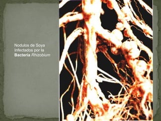 Nodulos de Soya
Infectados por la
Bacteria Rhizobium
 