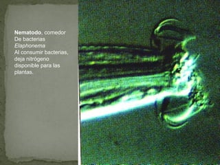 Nematodo, comedor
De bacterias
Elaphonema
Al consumir bacterias,
deja nitrógeno
disponible para las
plantas.
 