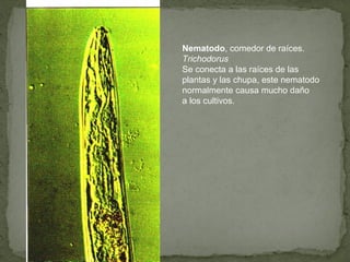 Nematodo, comedor de raíces.
Trichodorus
Se conecta a las raíces de las
plantas y las chupa, este nematodo
normalmente causa mucho daño
a los cultivos.
 