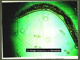 Un hongo atrapando a un Nematodo
 