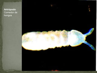 Artrópodo
Comedor de
hongos
 