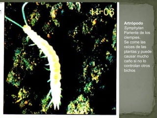 Artrópodo
Symphylan
Pariente de los
ciempies.
Se come las
raíces de las
plantas y puede
causar mucho
caño si no lo
controlan otros
bichos
 