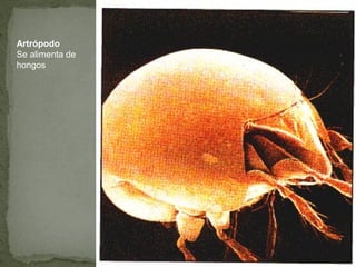 Artrópodo
Se alimenta de
hongos
 