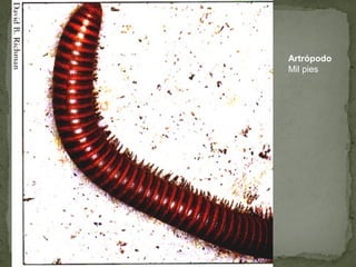 Artrópodo
Mil pies
 