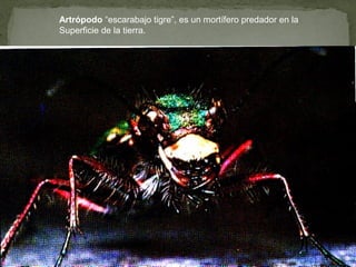 Artrópodo “escarabajo tigre”, es un mortífero predador en la
Superficie de la tierra.
 