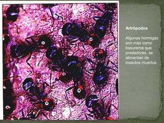 Artrópodos

Algunas hormigas
son más como
basureros que
predadores, se
alimentan de
insectos muertos
 