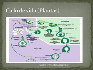 Fuente: www.educa.aragob.es
 