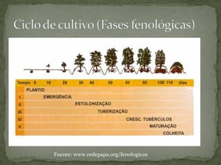 Fuente: www.redepapa.org/fenologicos
 