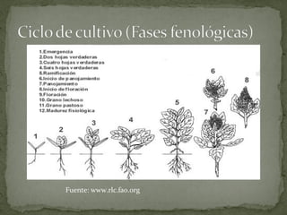 Fuente: www.rlc.fao.org
 