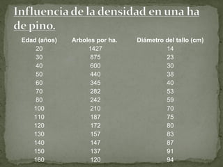 Edad (años)   Arboles por ha.   Diámetro del tallo (cm)
    20             1427                  14
    30              875                  23
    40              600                  30
    50              440                  38
    60              345                  40
    70              282                  53
    80              242                  59
   100              210                  70
   110              187                  75
   120              172                  80
   130              157                  83
   140              147                  87
   150              137                  91
   160              120                  94
 
